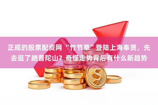 正规的股票配资网 “竹节草”登陆上海奉贤，先去逛了趟普陀山？奇怪走势背后有什么新趋势